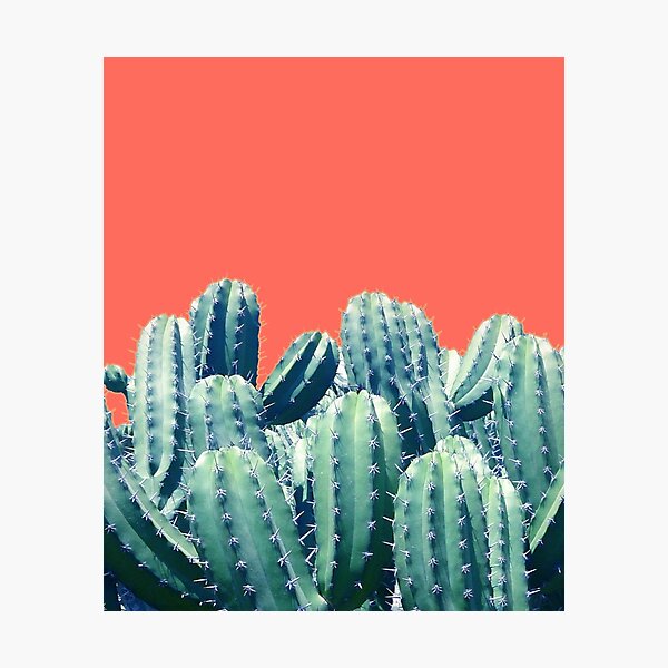 Cactus on Coral #redbubble #lifestyle Photographic Print