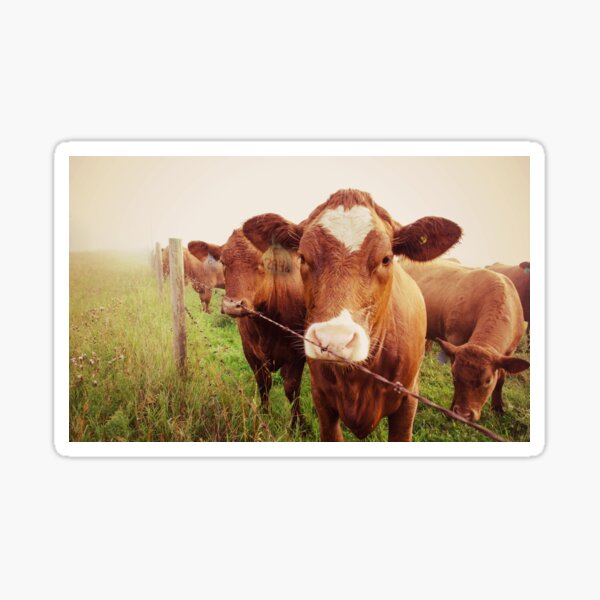 I herd about you... Sticker