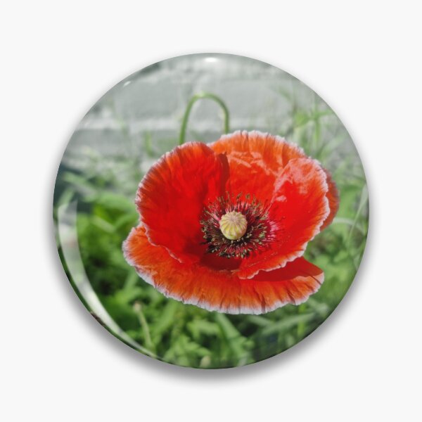 Item preview, Red Poppy Wildflower Photo  designed and sold by MenagerieMayhem.
