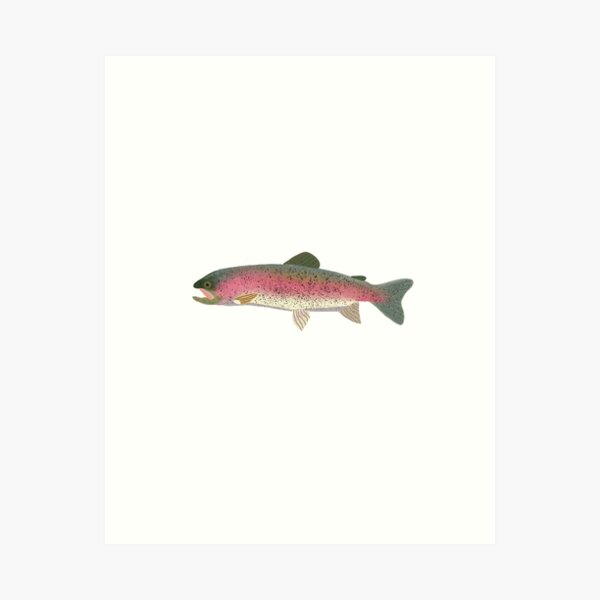 Localwaters Elk River Rainbow Trout sticker Tennessee fishing Decal -  Localwaters