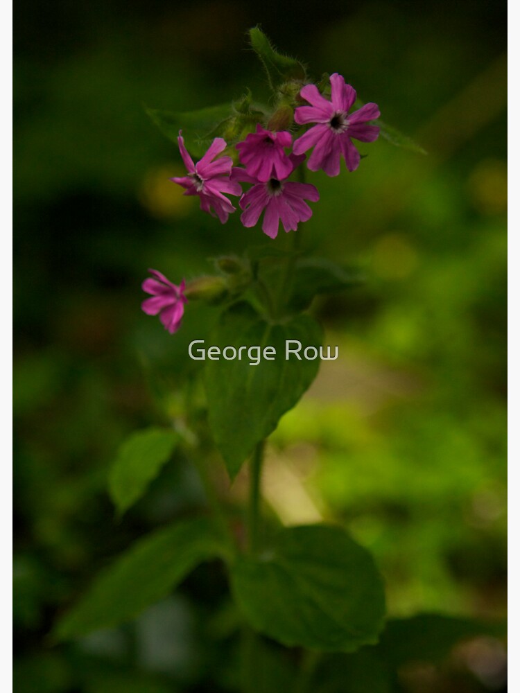 Pink Campion in Prehen Woods, Derry by VeryIreland