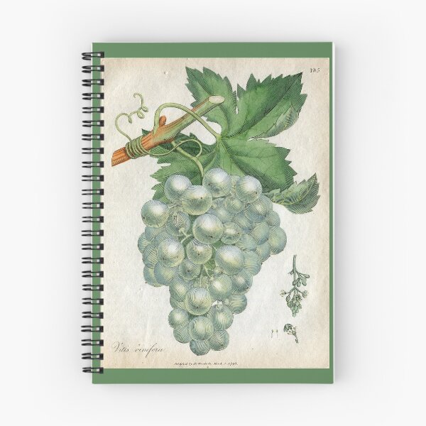 Item preview, Dr. Woodville's Vitis Vinifera, 1793 designed and sold by Lloyd Library & Museum.