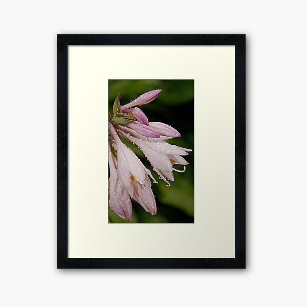 Item preview, Dripping Wet Flower designed and sold by Gary Horner.