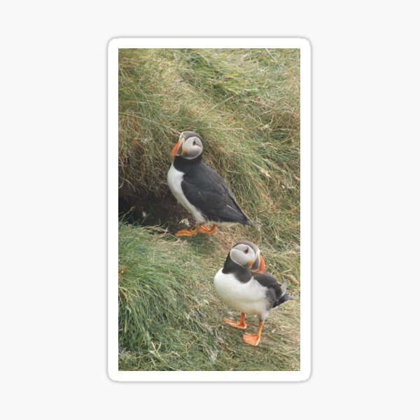 Two Puffins Sticker