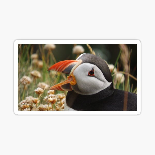 Chatting Puffin Sticker