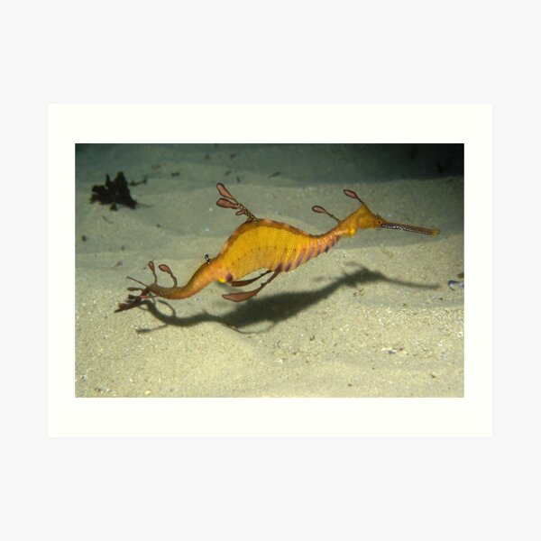 Weedy Seadragon, Cape Solander Art Print