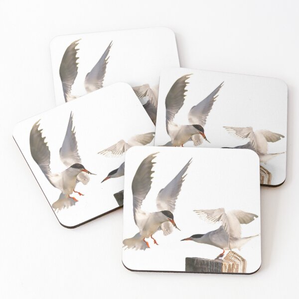 Item preview, Freund's tern, belonging to the order Gulliformes, ternidae, species of Freund's tern, also known as Canadian tern designed and sold by zenger2021.