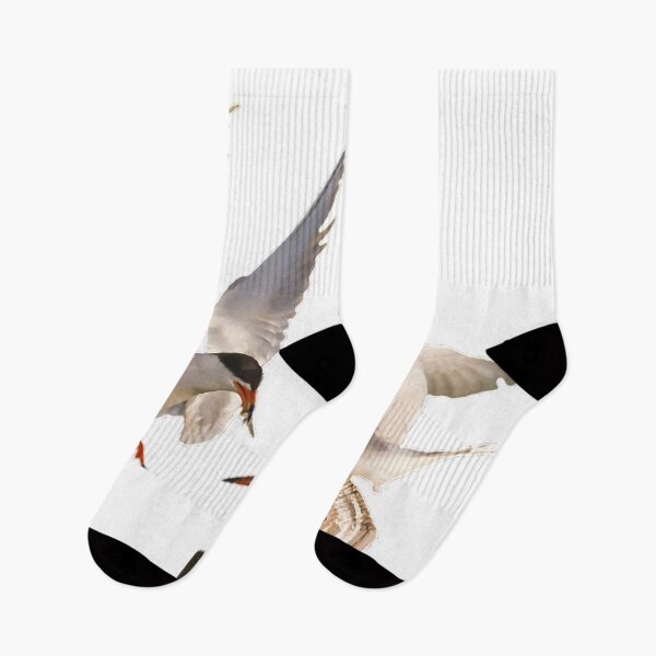Item preview, Freund's tern, belonging to the order Gulliformes, ternidae, species of Freund's tern, also known as Canadian tern designed and sold by zenger2021.