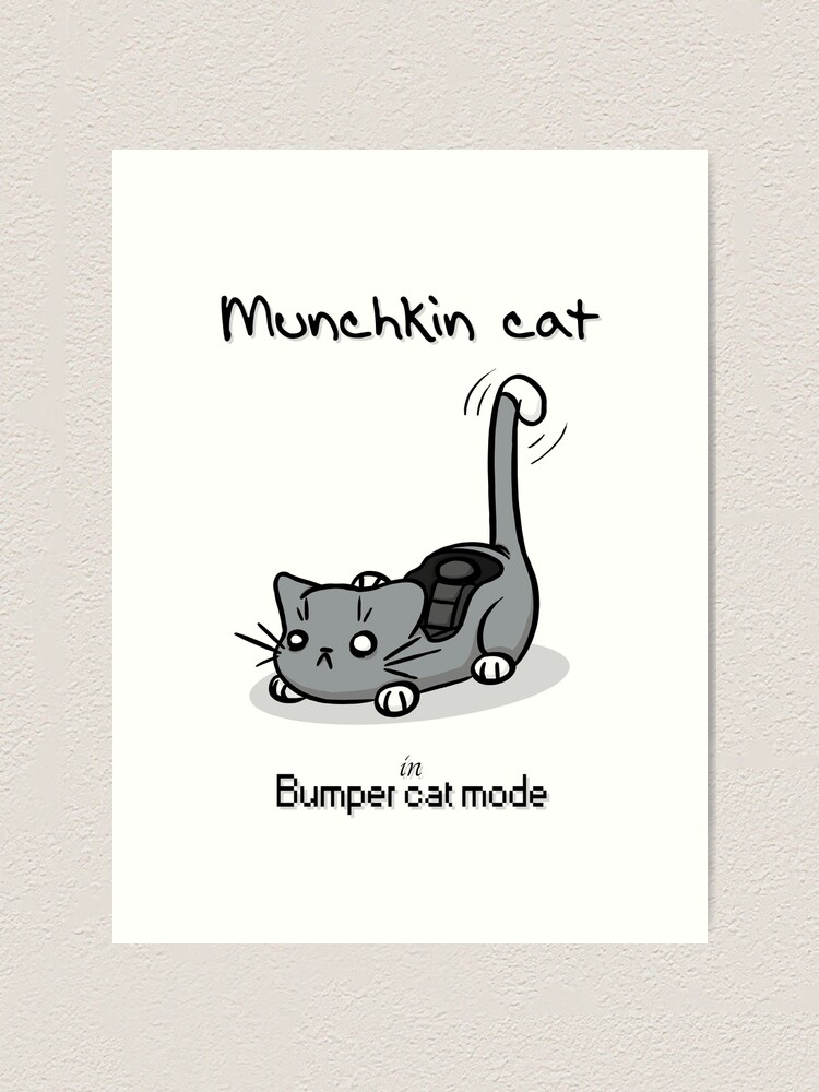 Schwarz weiße Munchkin Katze