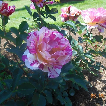 Artwork thumbnail, Multi Colored Roses by SamiC06