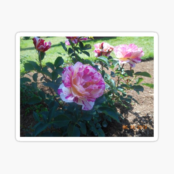 Item preview, Multi Colored Roses designed and sold by SamiC06.