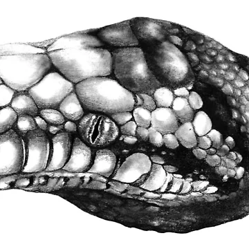 Artwork thumbnail, Scrub Python by Neversvn