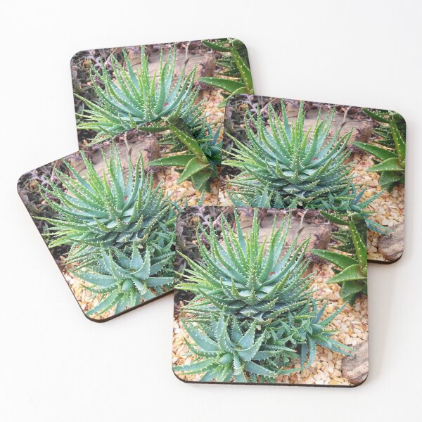 Item preview, Spider Aloe designed and sold by LitaAn.