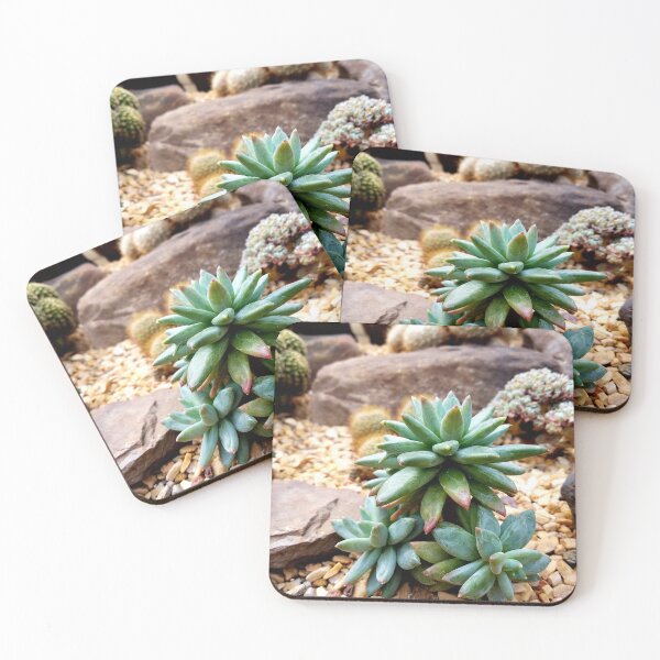 Item preview, Pachyphytum Hookeri designed and sold by LitaAn.