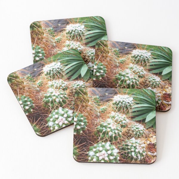 Item preview, Mammillaria Compressa designed and sold by LitaAn.