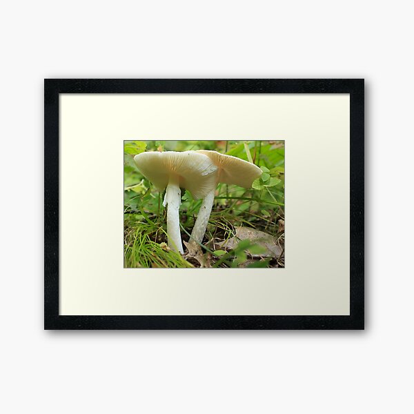 Item preview, Delicate Mushrooms designed and sold by Gary Horner.