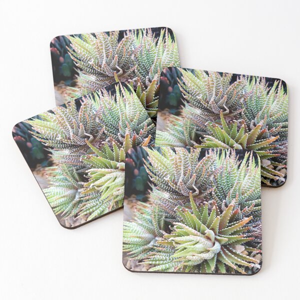 Item preview, Haworthia plant designed and sold by LitaAn.