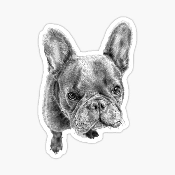 Lailah the French Bulldog Sticker