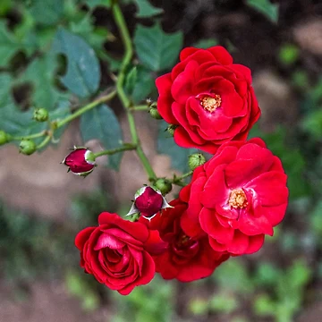 Artwork thumbnail, The Roses by ShehaniJay