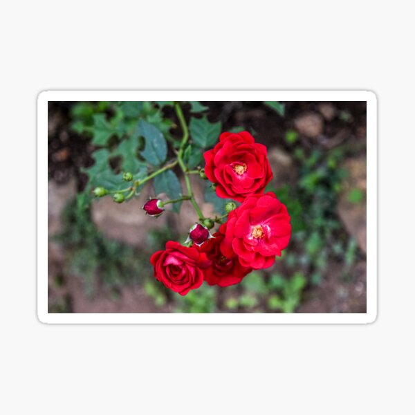 Item preview, The Roses designed and sold by ShehaniJay.