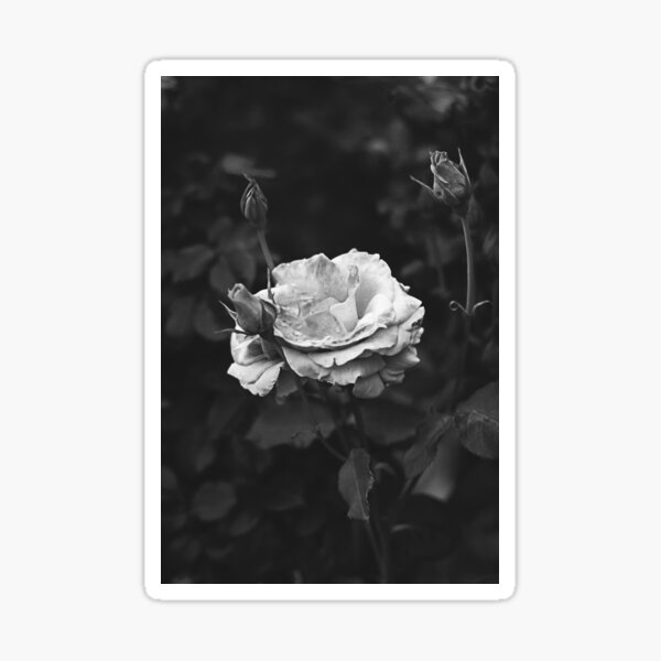 Bloom Sticker