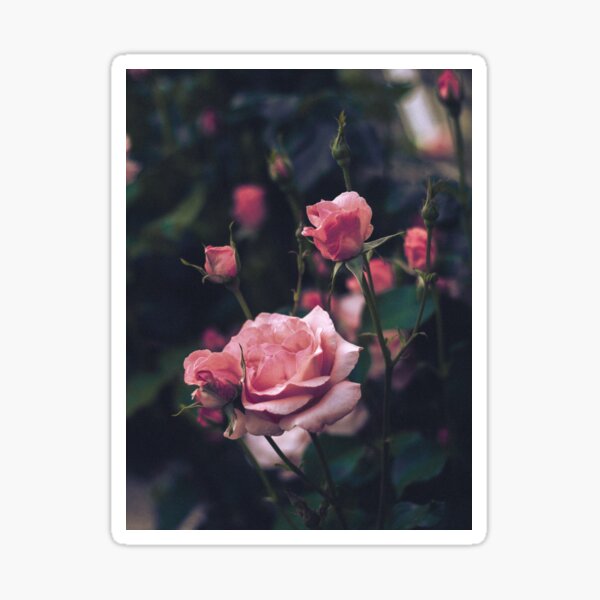 Roses ii Sticker