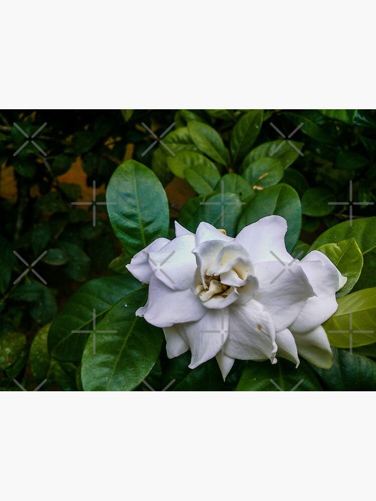 Tarjetas de felicitación «La gardenia» de ShehaniJay | Redbubble