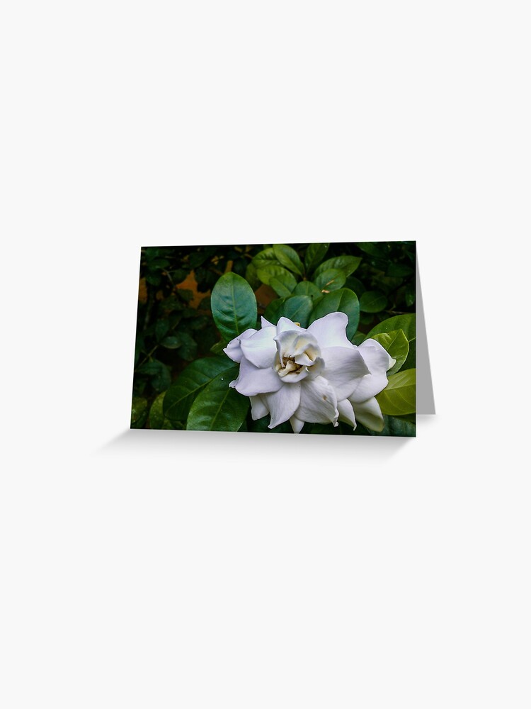 Tarjetas de felicitación «La gardenia» de ShehaniJay | Redbubble