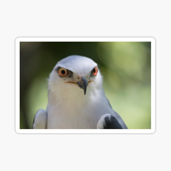 Watchful Sticker