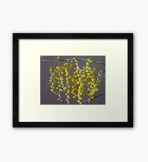 wattle ... Framed Print