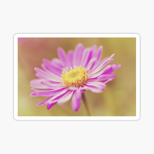 Vintage Aster Flower Sticker