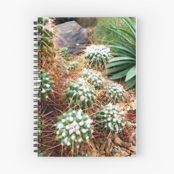 Item preview, Mammillaria Compressa designed and sold by LitaAn.