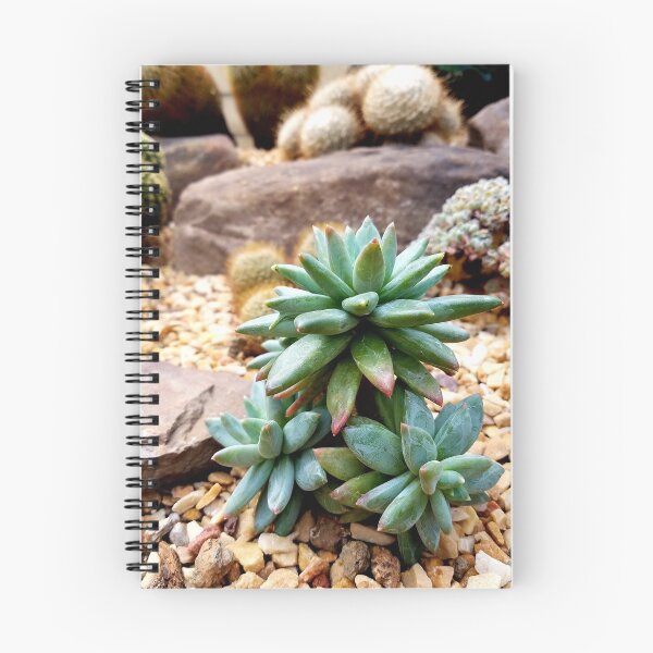 Item preview, Pachyphytum Hookeri designed and sold by LitaAn.