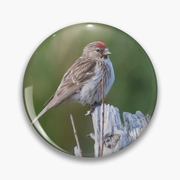 Item preview, Common Redpoll designed and sold by LaurenTucker.