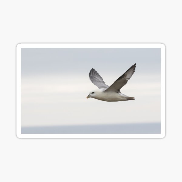 Item preview, Fulmar designed and sold by LaurenTucker.