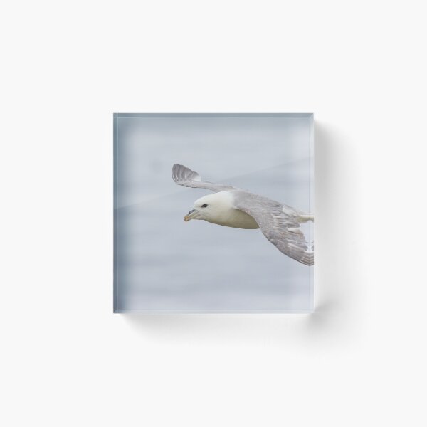 Item preview, Fulmar designed and sold by LaurenTucker.