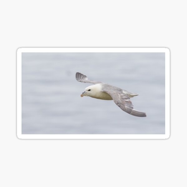 Item preview, Fulmar designed and sold by LaurenTucker.