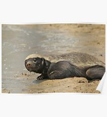 Honey Badger - Poster