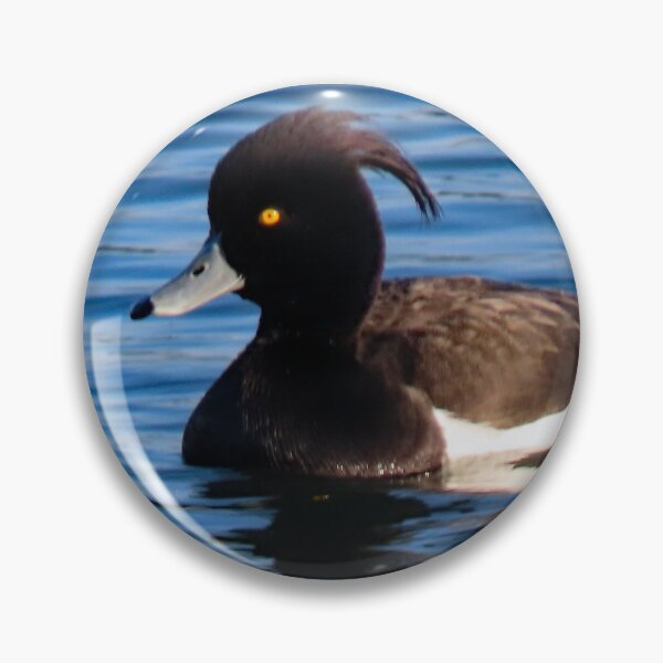 Item preview, A Fabulous Blue Billed Male Diving Duck designed and sold by Karen Thomson.