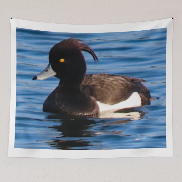 Item preview, A Fabulous Blue Billed Male Diving Duck designed and sold by Karen Thomson.