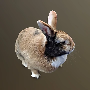 Artwork thumbnail, Mini Rex Rabbit by Susan Savad