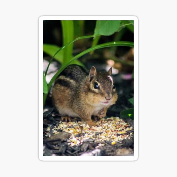 Alvin Chipmunks Geschenke Merchandise Redbubble