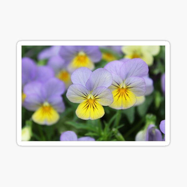 Italian Garden photography - Pansy Sticker