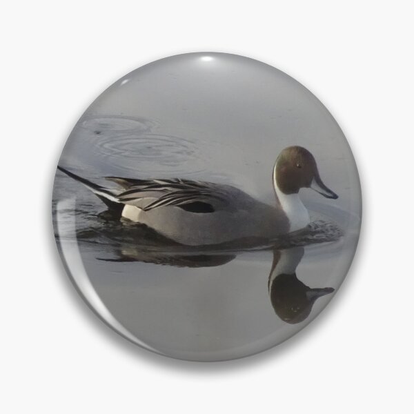 Item preview, Northern Pintail Duck Looks at Camera designed and sold by Kelley-Art.
