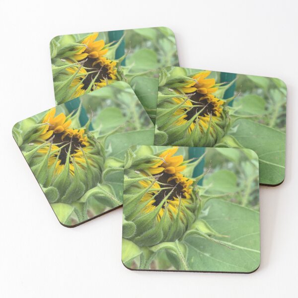 Item preview, Sunflower unfurling designed and sold by MaineCali.