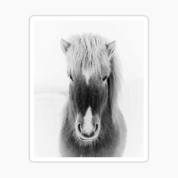 Icelandic Horse Portrait, black and white Sticker