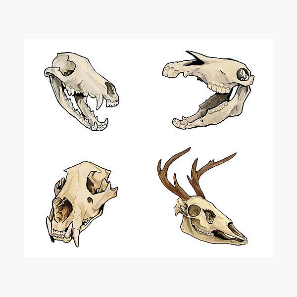 skulls pattern!  Photographic Print