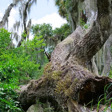 Artwork thumbnail, Twisted Tree by InhumanImaging