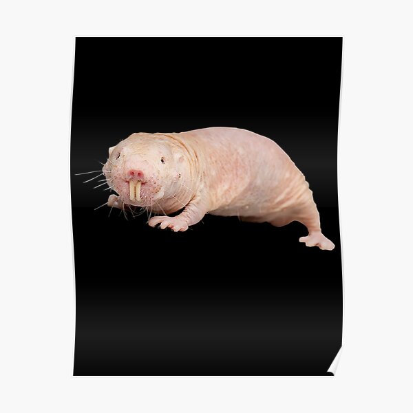 Posters Sur Le Theme Rat Taupe Redbubble