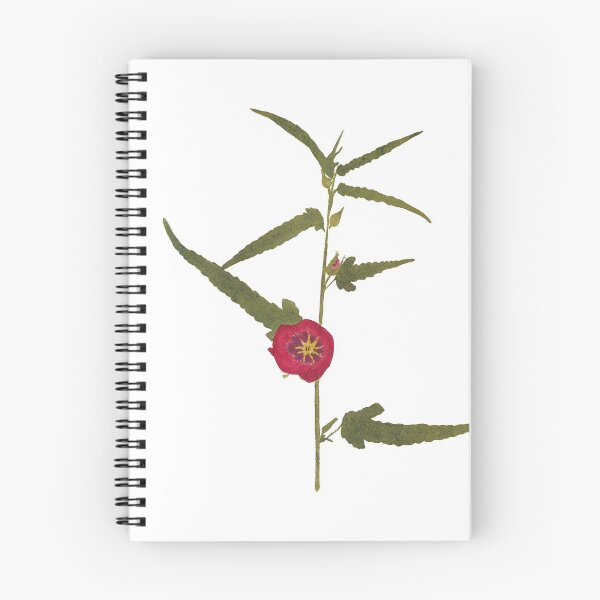 Item preview, Pentapetes - Vintage hand-colored nature print from 1758 designed and sold by AuraSisters.